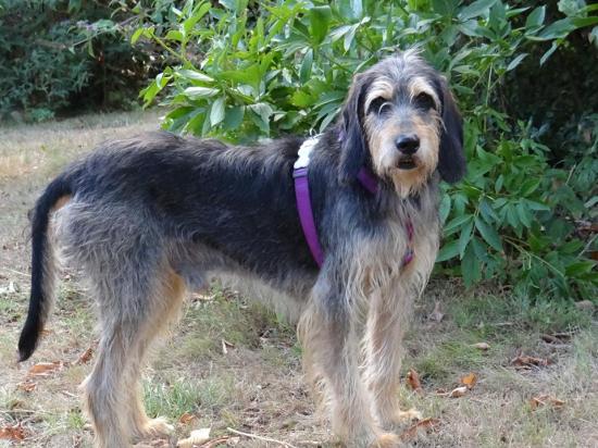 POLLUX - griffon 5 ans - Les Amis de Lewis à Orgeux (21) 11912959-1018258604881416-2001006851-n