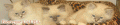 baniere-animation.gif