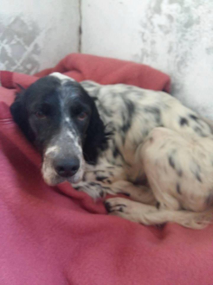 Bella 29 Mars 2016 au refuge de Tarbes