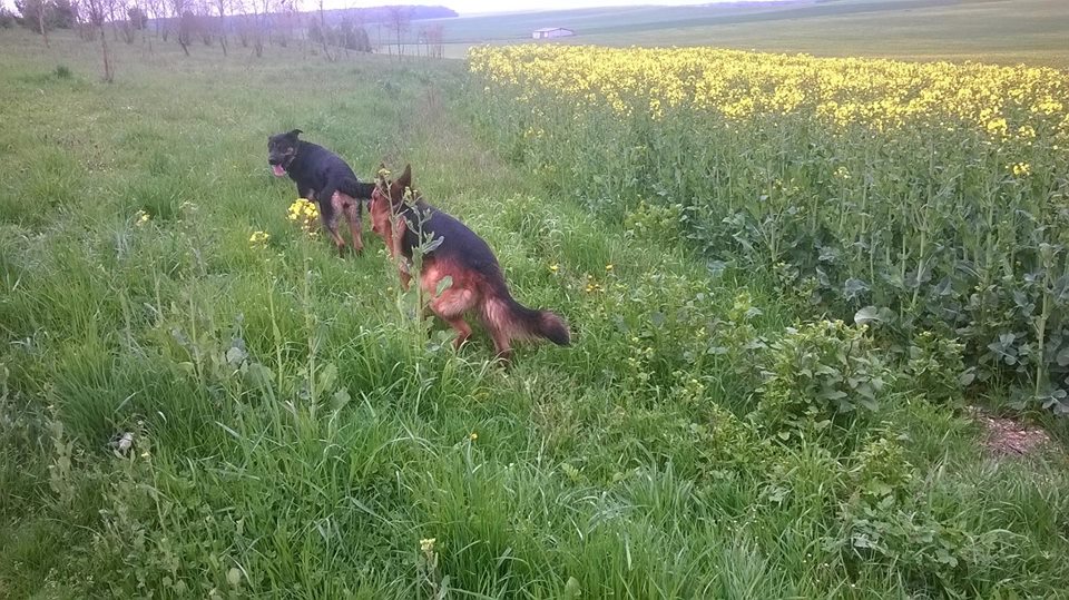 Isis Avril 2016