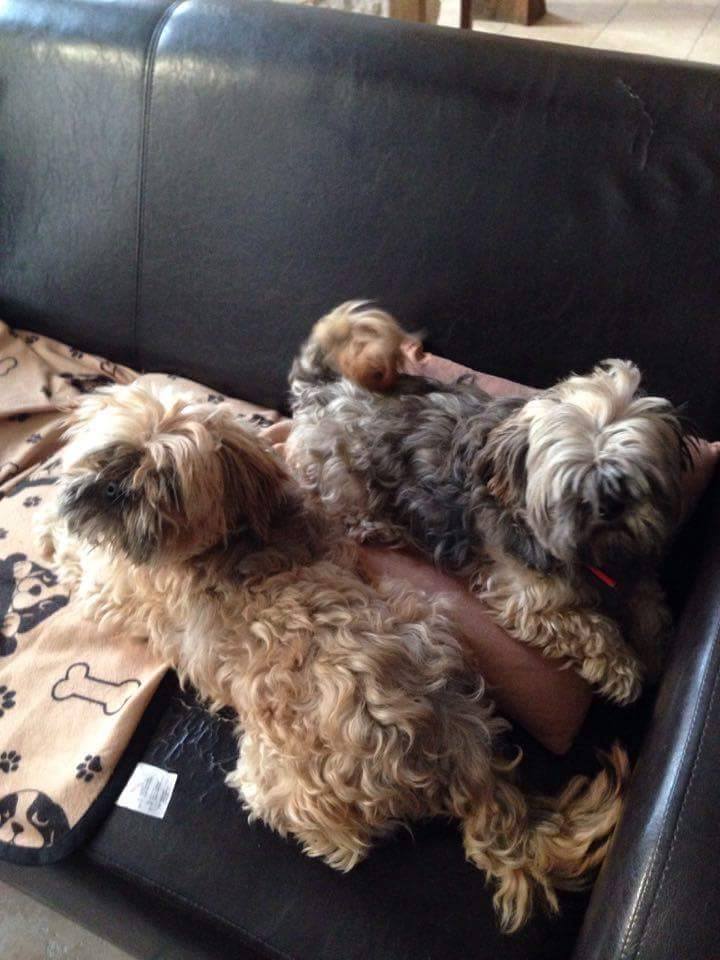 Kimi et Yoko Décembre 2016