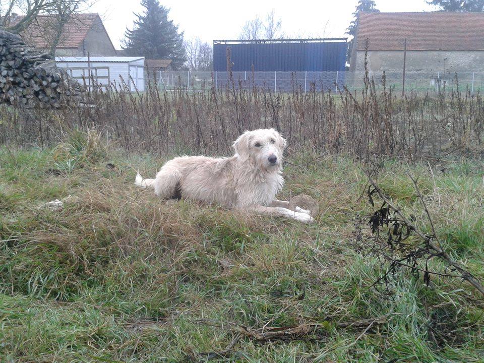 Looky Janvier 2016 - Errant