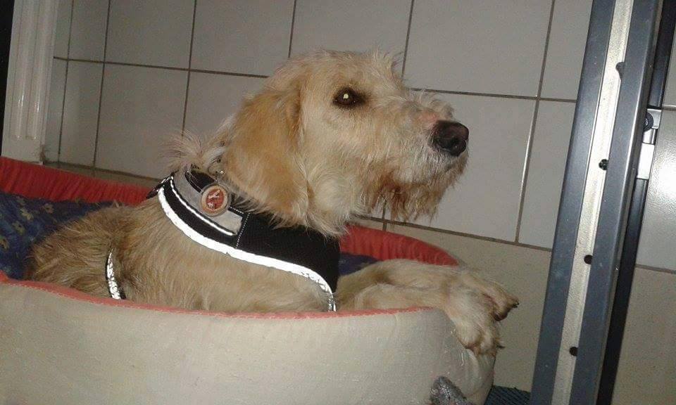 Looky Janvier 2016